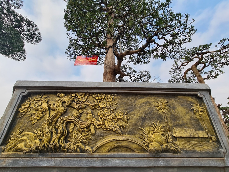 Để cây tùng trở nên sinh động và tăng thêm giá trị, chủ vườn đã đánh cây vào những chiếc chậu lớn, trang trí sẵn các họa tiết thôn quê, gần gũi.