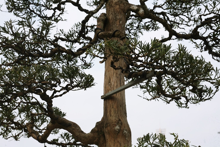 Cây tùng được chăm sóc, cắt tỉa một cách tỉ mỉ. Từ những cảnh lá nhỏ nhất trên thân cây cũng được chủ vườn uốn thế lạ.