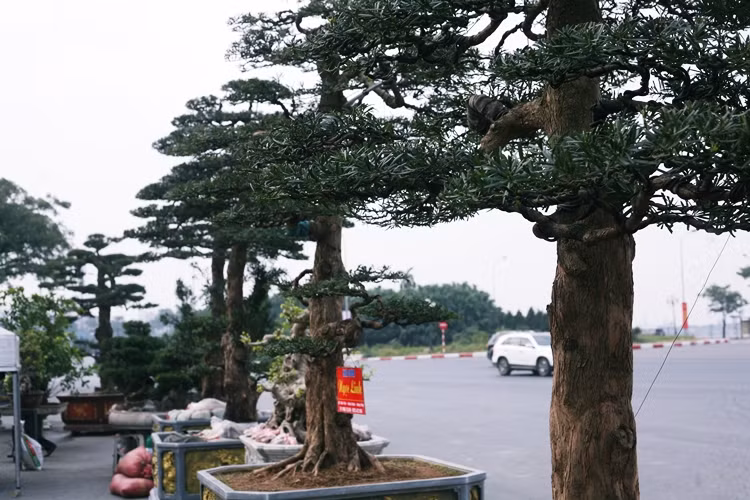 Những cây tùng ở đây chủ yếu có đường kính vừa, chiều cao trên 3 mét, khá phù hợp với những ngôi nhà, biệt thự, nhà hàng, khách sạn có diện tích rộng.