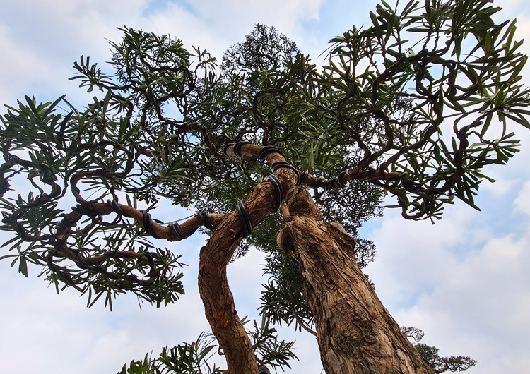 Thông thường, tiêu chí để đánh giá một cây tùng đẹp phải có đầy đủ 3 yếu tố như: Cổ, mỹ, kỳ quái. Ngoài ra, cây tùng càng có nhiều vết nứt nẻ, nhiều nấm mốc bám quanh cũng là tiêu chí để đánh giá tuổi thọ của cây.