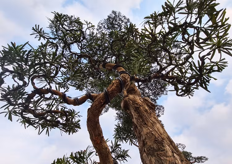 Thông thường, tiêu chí để đánh giá một cây tùng đẹp phải có đầy đủ 3 yếu tố như: Cổ, mỹ, kỳ quái. Ngoài ra, cây tùng càng có nhiều vết nứt nẻ, nhiều nấm mốc bám quanh cũng là tiêu chí để đánh giá tuổi thọ của cây.