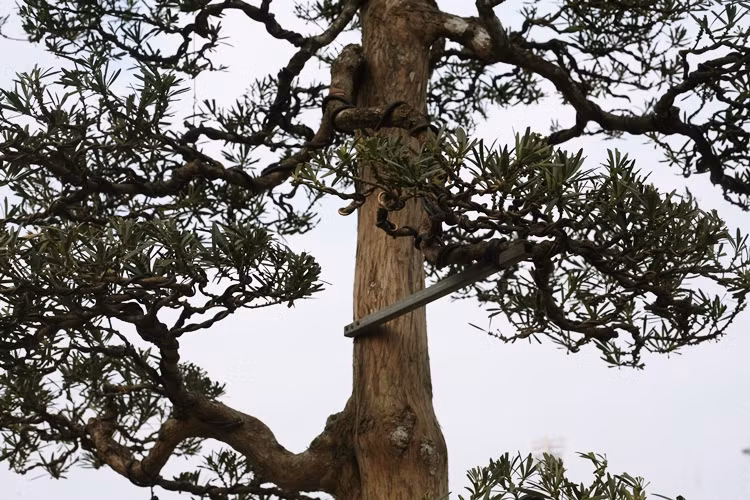 Cây tùng được chăm sóc, cắt tỉa một cách tỉ mỉ. Từ những cảnh lá nhỏ nhất trên thân cây cũng được chủ vườn uốn thế lạ.