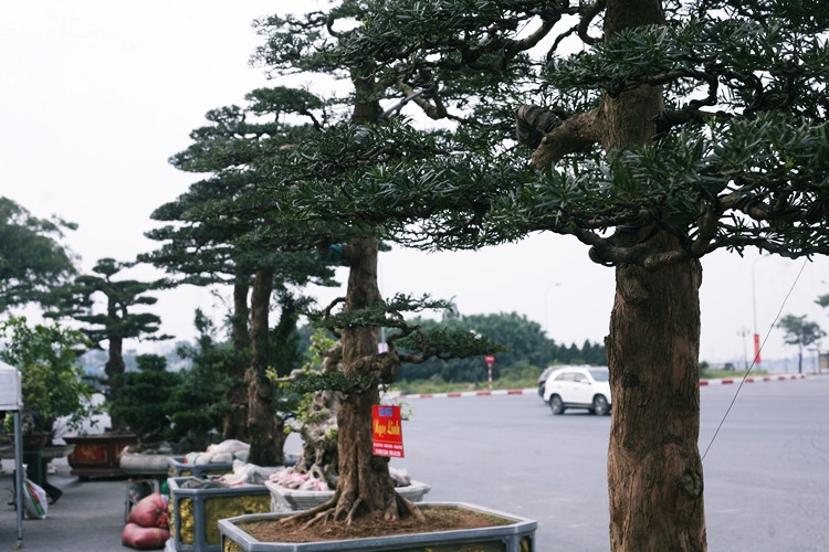 Những cây tùng ở đây chủ yếu có đường kính vừa, chiều cao trên 3 mét, khá phù hợp với những ngôi nhà, biệt thự, nhà hàng, khách sạn có diện tích rộng.