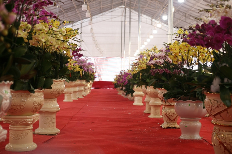 Cận cảnh những chậu lan hồ điệp xuống phố chờ đại gia đón về chơi Tết.