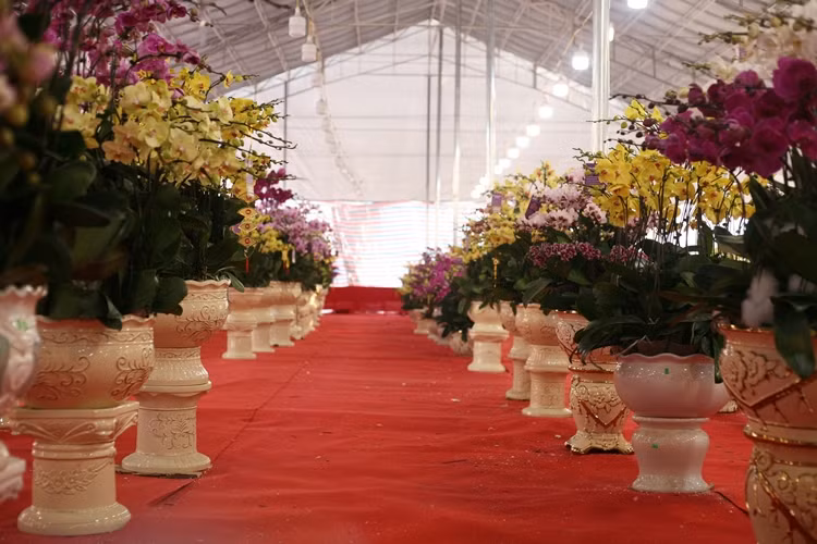 Cận cảnh những chậu lan hồ điệp xuống phố chờ đại gia đón về chơi Tết.