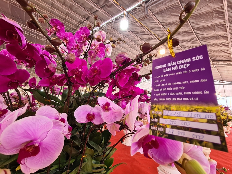 Thông tin về nguồn gốc, số cành, giá chậu và giá hoa lan đều được cửa hàng niêm yết công khai.