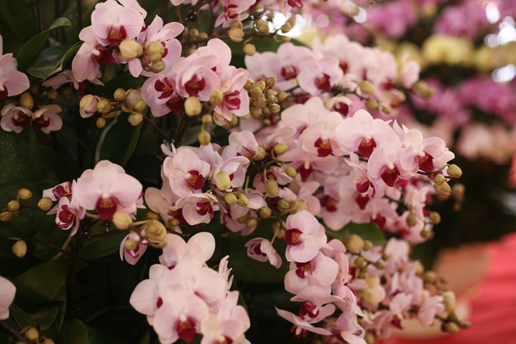 Theo quan sát của PV, những chậu lan hồ điệp được bày bán ở đây có giá từ vài triệu cho đến cả trăm triệu đồng, tùy từng loại, kiểu dáng, kích thước và màu sắc.