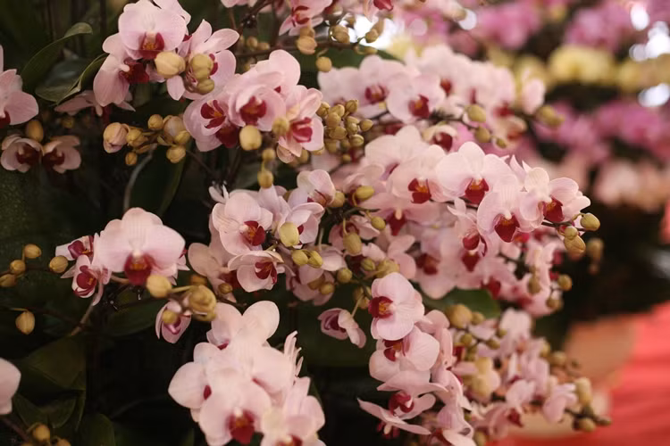 Theo quan sát của PV, những chậu lan hồ điệp được bày bán ở đây có giá từ vài triệu cho đến cả trăm triệu đồng, tùy từng loại, kiểu dáng, kích thước và màu sắc.