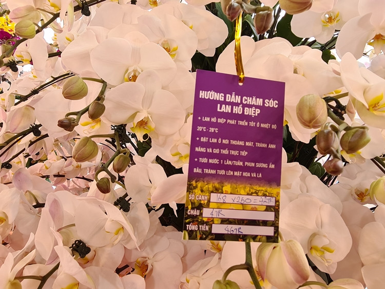 Mức giá của các chậu lan hồ điệp khác nhau để khách hàng thỏa sức lựa chọn cho hợp với túi tiền.