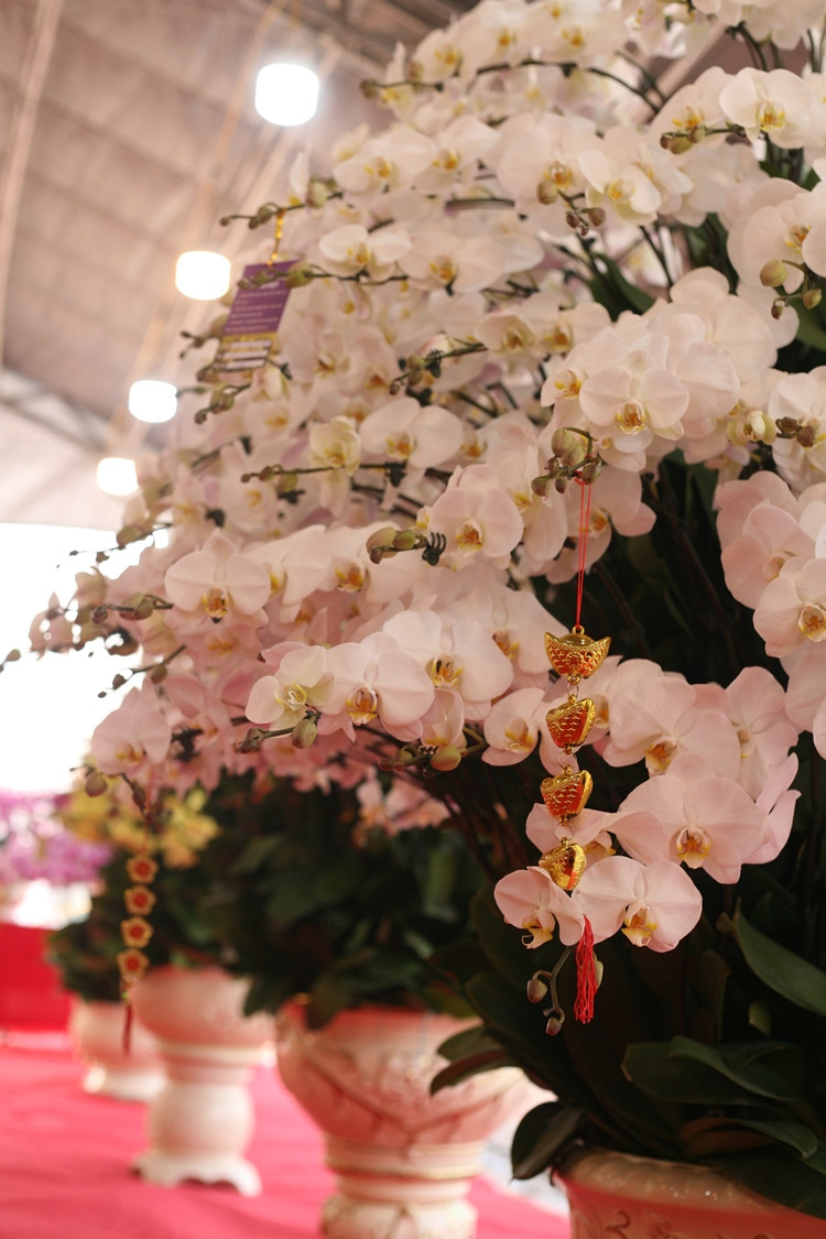 Nhiều chậu lan được trang trí thêm các câu chúc tân xuân, tạo hình vàng bạc nhằm biểu trưng cho sự may mắn,... của khách hàng nhân dịp năm mới.