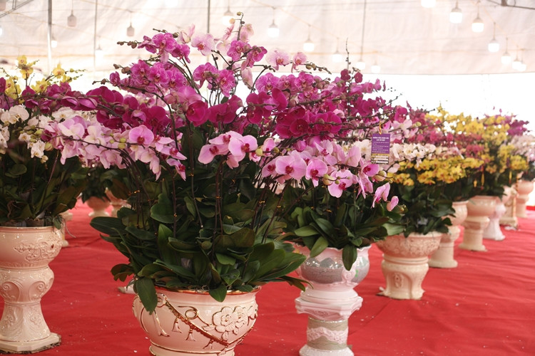 Lan hồ điệp được mệnh danh là nữ hoàng của các loại lan. Loài hoa này còn biểu tượng cho sự sang trọng, sung túc nhiều năm nay trở thành loại cây được người dân ưa thích.