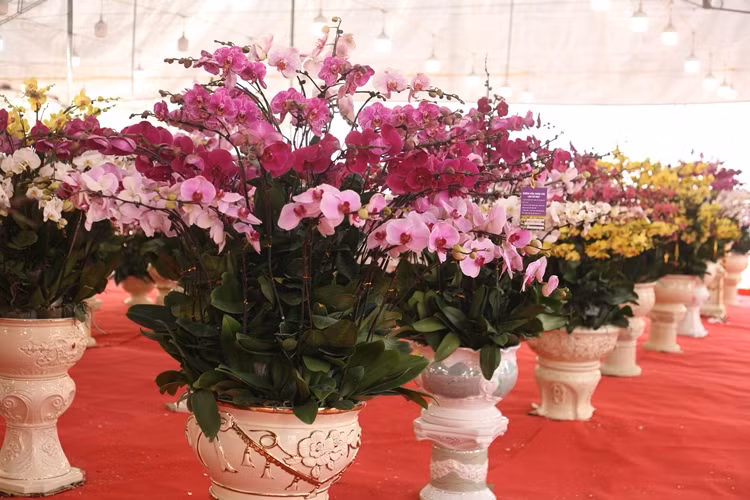 Lan hồ điệp được mệnh danh là nữ hoàng của các loại lan. Loài hoa này còn biểu tượng cho sự sang trọng, sung túc nhiều năm nay trở thành loại cây được người dân ưa thích.