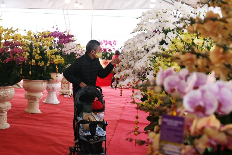 Vẻ đẹp của lan Hồ Điệp có thể thu hút bất cứ ai.