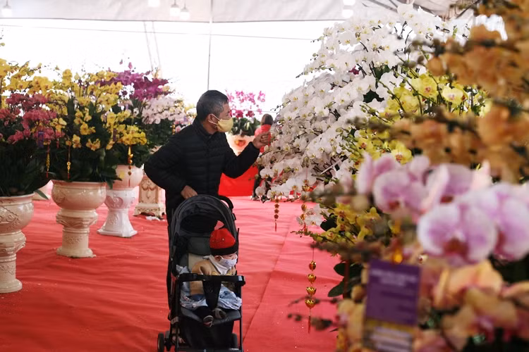 Vẻ đẹp của lan Hồ Điệp có thể thu hút bất cứ ai.