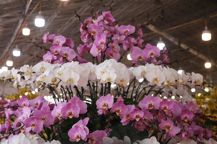 Vẻ đẹp cao sang, tinh tế, quý phái và tao nhã của lan hồ điệp.