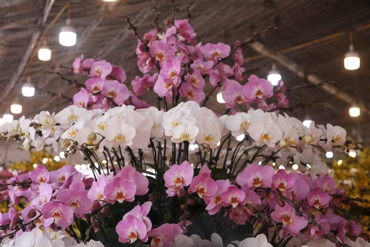 Vẻ đẹp cao sang, tinh tế, quý phái và tao nhã của lan hồ điệp.