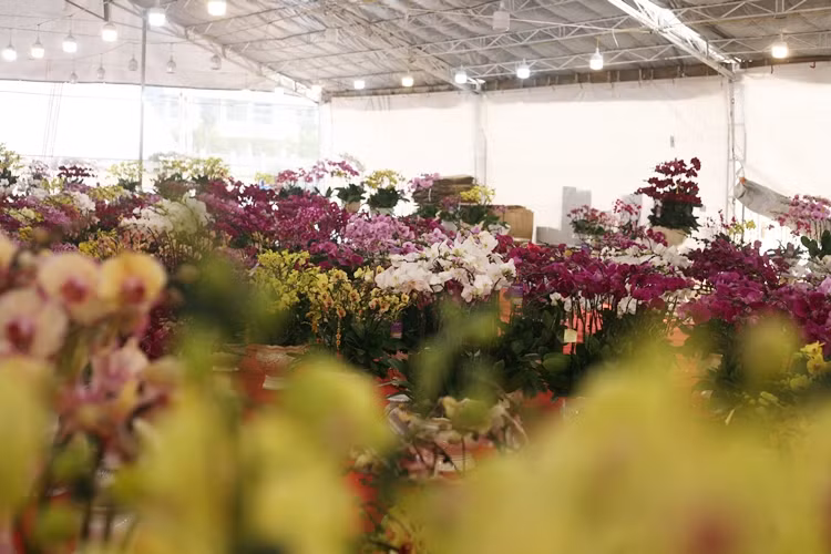 Một nhân viên bán hàng chia sẻ, lan sau khi được vận chuyển từ Đà Lạt ra Hà Nội có thể được sắp xếp lên chậu theo yêu cầu của khách, hoặc khách có thể mua chậu hoa đã cắm sẵn mang về chơi Tết.