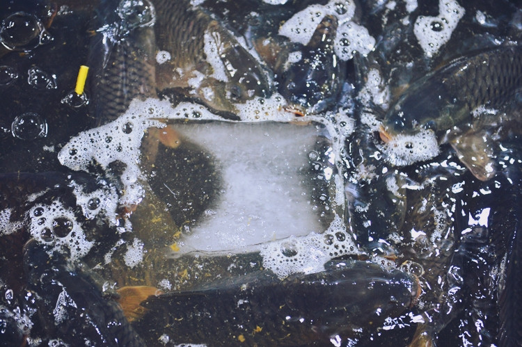 Những con cá tươi được bày bán cho người dân.