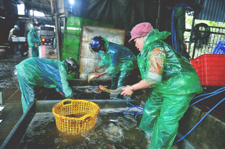 Ngâm tay không, vớt cá bán cho khách giữa trời rét dưới 10 độ Ngam tay khong, vot ca ban cho khach giua troi ret duoi 10 do