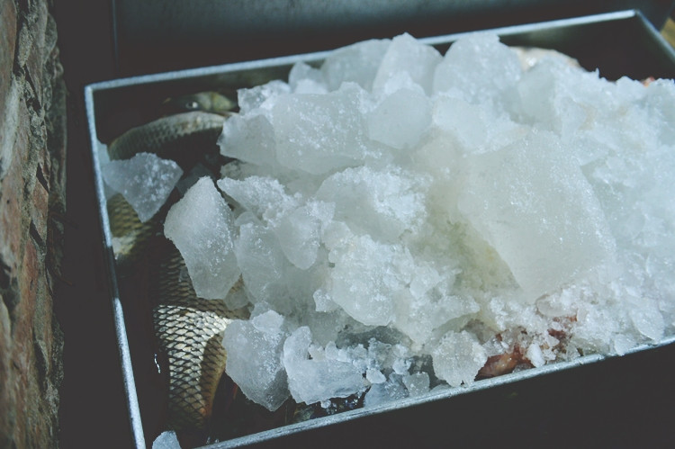 Đá lạnh được sử dụng để ướp cá.