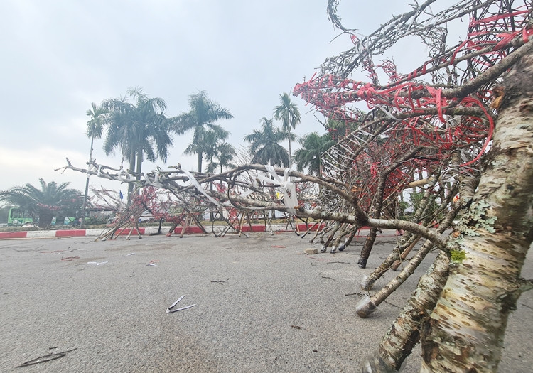 Những cành đào vùng cao này chào bán với giá từ 1-2,5 triệu đồng/cành. Đối với các gốc đào lớn, tuổi đời hàng chục năm, mức giá giao động khoảng 15-25 triệu đồng/cây (nếu khách hàng chỉ thuê giá sẽ thấp hơn).
