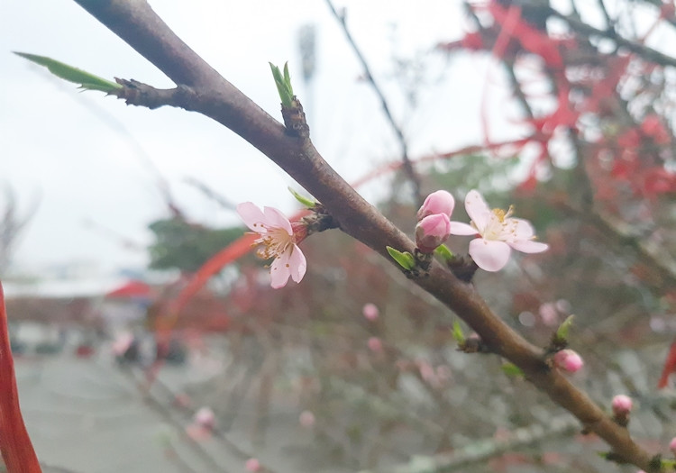 Đào vùng cao mang xuống Hà Nội chủ yếu là loại đào phai.