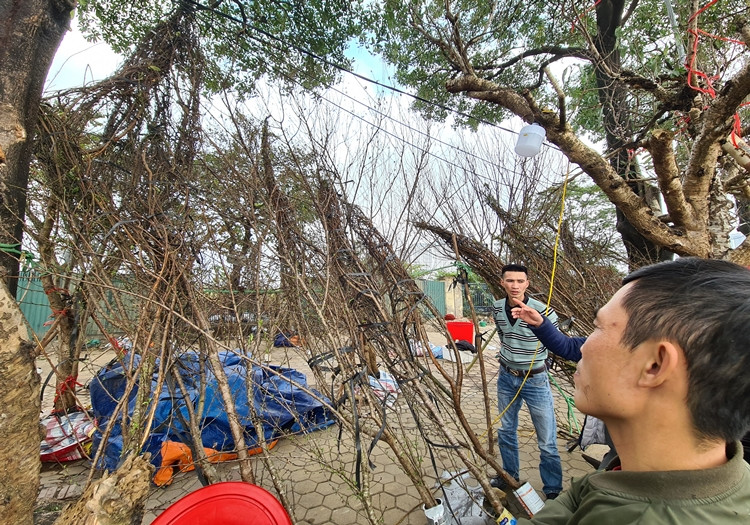 Khi khách hàng quan sát thấy nhiều cành đào không được người bán dán tem truy nguồn gốc, họ đã tỏ ra ngần ngại rút hầu bao.