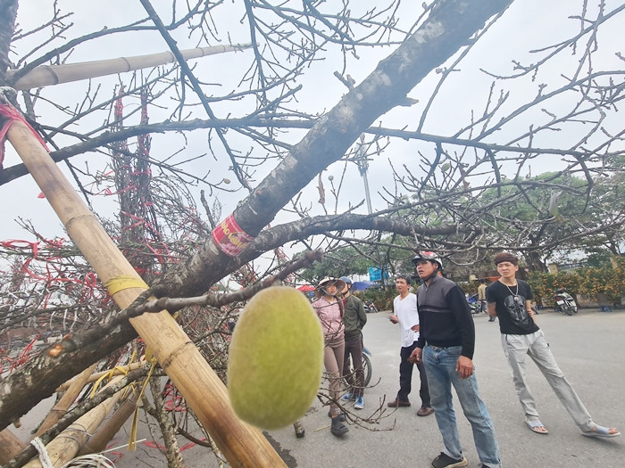 Được biết, mẫu tem “đào Vân Hồ” do UBND huyện Vân Hồ thiết kế, được Sở Khoa học và Công nghệ, Sở Nông nghiệp và Phát triển nông thôn tỉnh Sơn La tư vấn, sau đó xin ý kiến của UBND tỉnh chấp thuận.