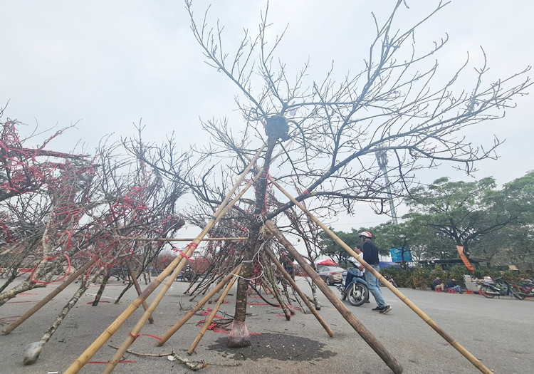 Một người bán cho biết, những cành đào này được họ mua từ người dân trồng đào ở Vân Hồ (Sơn La), sau đó vận chuyển xuống Hà Nội nhằm phục vụ nhu cầu của người dân Thủ đô dịp Tết Nguyên đán Tân Sửu 2021.