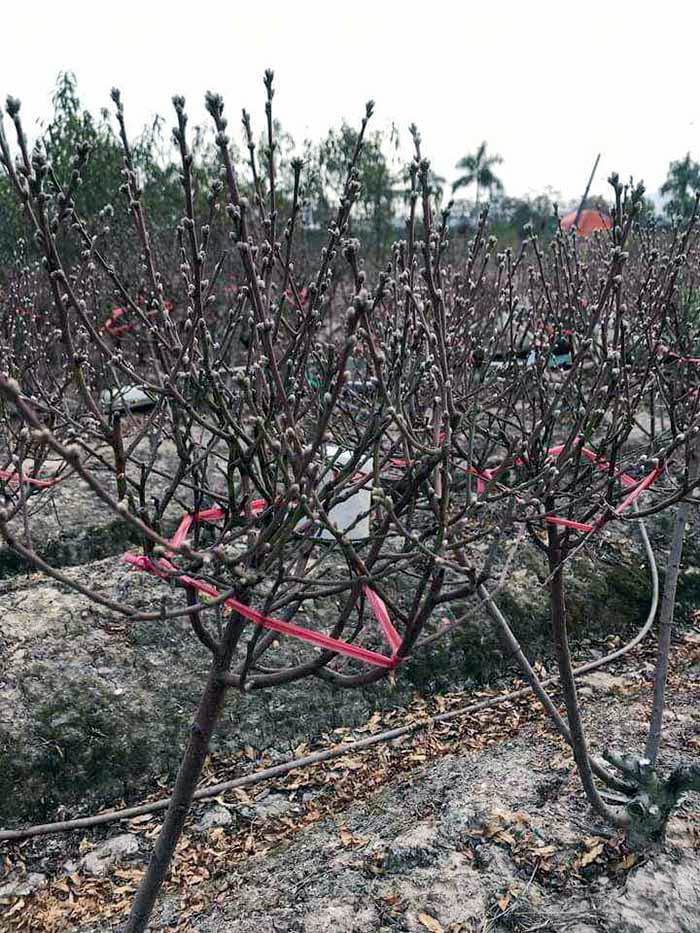 Buon 300 canh dao Tet, vo chong tre lo nang so mat mat