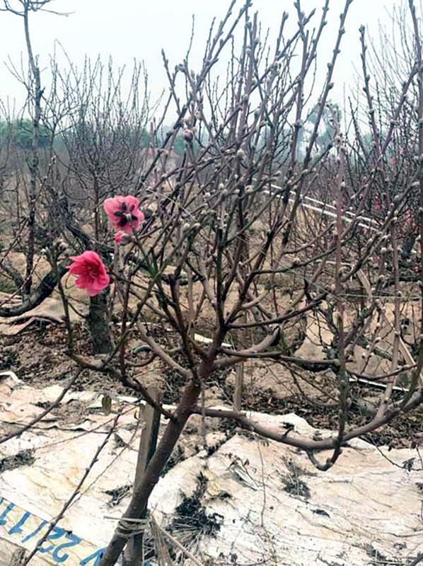 Buon 300 canh dao Tet, vo chong tre lo nang so mat mat-Hinh-2