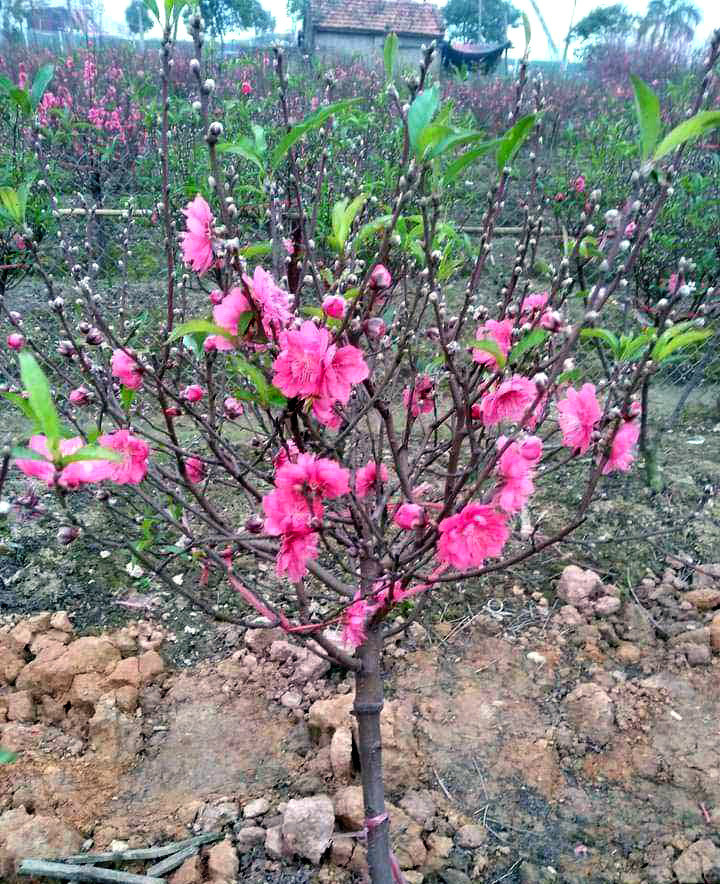 Buon 300 canh dao Tet, vo chong tre lo nang so mat mat-Hinh-3