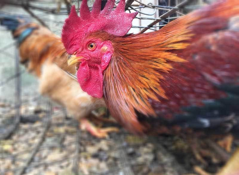 Nuoi ga chin cua trong truyen thuyet, anh nong dan an Tet to 300 trieu-Hinh-3