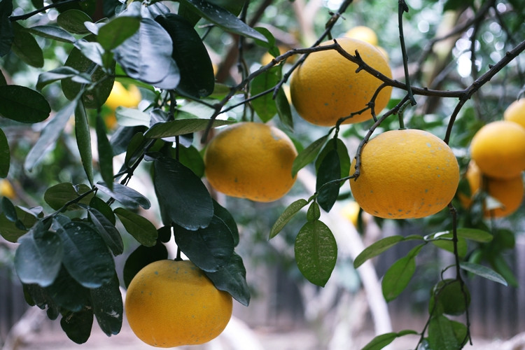 Theo người dân, giá của bưởi Diễn loại 1, trọng lượng từ 8 lạng đến 1kg năm nay sẽ được bán 60 nghìn đồng/quả, so với năm ngoái giảm 10 nghìn đồng; bưởi Diễn loại 2, dưới 7 lạng giá thấp hơn khoảng 30-40 nghìn đồng/quả. Như vậy, nếu thuận lợi một vườn trồng khoảng 150 cây ra đều 160 hoặc 200 quả bưởi Diễn, người dân có thể thu về gần 2 tỷ đồng ở vụ Tết này.