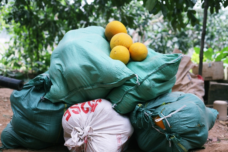 Các lái buôn nườm nượp về thôn Ngọa Long để mua bưởi Diễn.