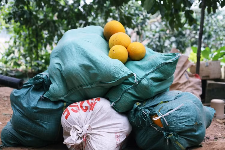 Các lái buôn nườm nượp về thôn Ngọa Long để mua bưởi Diễn.