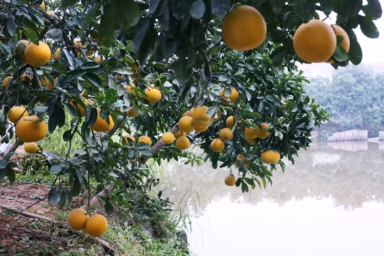 Những cây bưởi Diễn đều sai chi chít quả, trĩu cành.