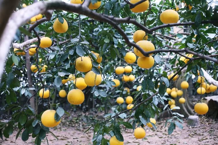 Bưởi Diễn ở thôn Ngọa Long đều có vỏ màu vàng, mỏng, múi mọng nước, ngọt đậm, để càng héo ăn càng ngon, có thể để lâu từ 2 - 3 tháng.