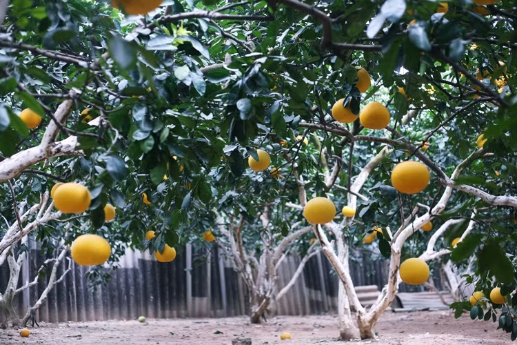 Nông dân trồng bưởi Diễn ở Hà Nội kiếm tiền tỷ vụ Tết Nong dan trong buoi Dien o Ha Noi kiem tien ty vu Tet