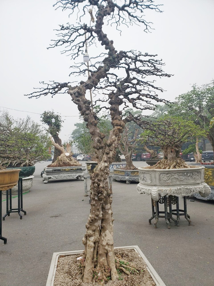 Những cây cảnh thân hình sần sùi, thế độc lạ chờ đại gia “tậu” về chơi Tết.