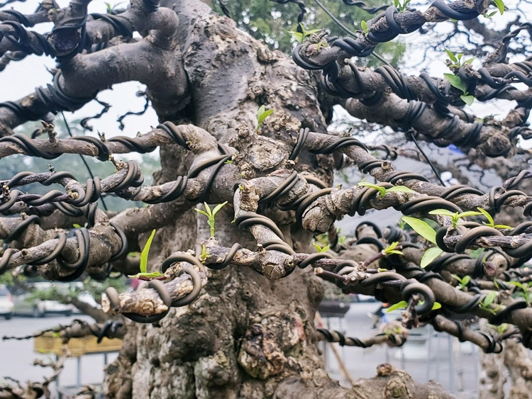 Do mai chiếu thủy thuộc họ Trúc đào (Apocynaceae) nên thân xù xì, nhiều cành nhánh nhỏ dễ uốn nắn và cắt tỉa.