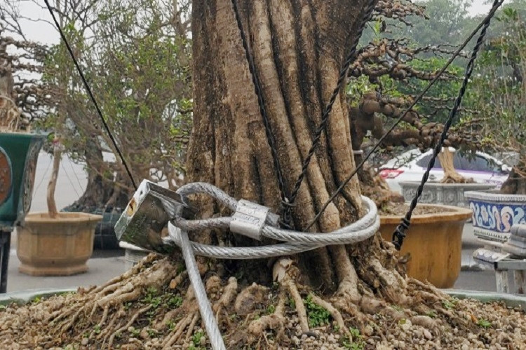 Mai chiếu thủy thế độc siêu đắt bán Tết ở Hà Nội được khóa chặt vì sợ trộm.