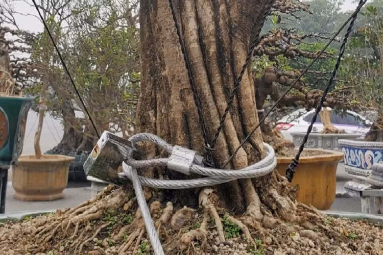 Mai chiếu thủy thế độc siêu đắt bán Tết ở Hà Nội được khóa chặt vì sợ trộm.