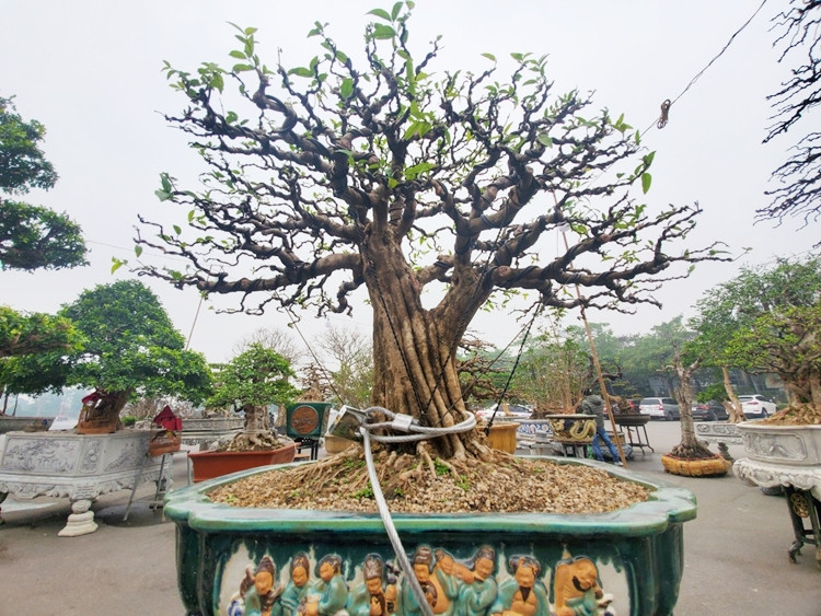 Để tránh xảy ra trường hợp bị kẻ gian lấy trộm mai chiếu thủy, chủ vườn đã dùng dây cáp dài lần lượt buộc quanh gốc 3 chậu mai, sau đó khóa chặt lại.