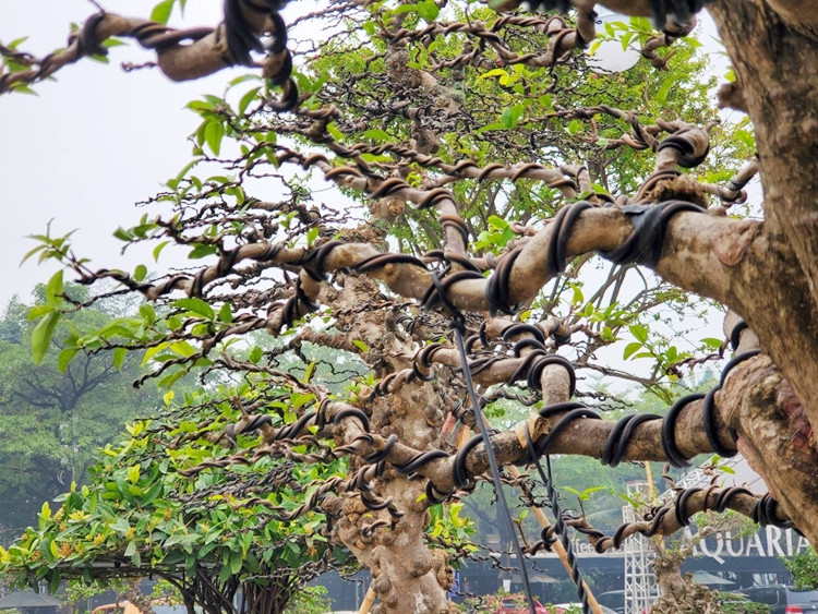 Để mai chiếu thủy có thế độc, chủ vườn phải rất tỉ mỉ, kỳ công, áp dụng kỹ thuật để uốn cành, cắt tỉa cây.