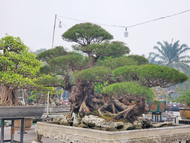 Bên cạnh mai chiếu thủy, gian hàng cũng bày bán nhiều loại cây cảnh có thế độc khác với giá thành giao động từ vài chục đến vài trăm triệu đồng cho "đại gia" săn đón chơi Tết Nguyên đán Tân Sửu 2021.