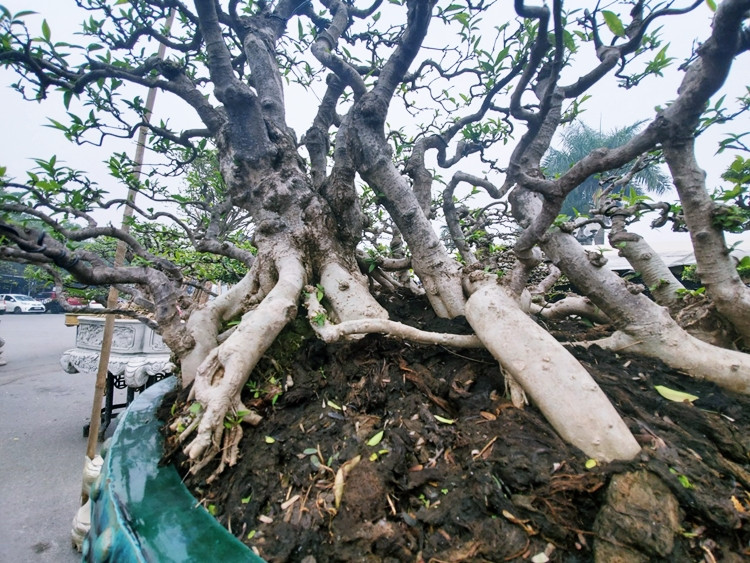 Cả 3 cây mai chiếu thủy ở đây đã lên tới hàng chục năm tuổi. Được biết, mai chiếu thủy không chỉ mang đẹp vẻ đẹp bên ngoài mà trong phong thủy còn biểu trưng cho sự bền vững, trấn yểm tài lộc và ổn định của gia chủ. Chúng thường được trồng chậu trang trí sân nhà, đặt ở sảnh, ban công hay sân thượng.