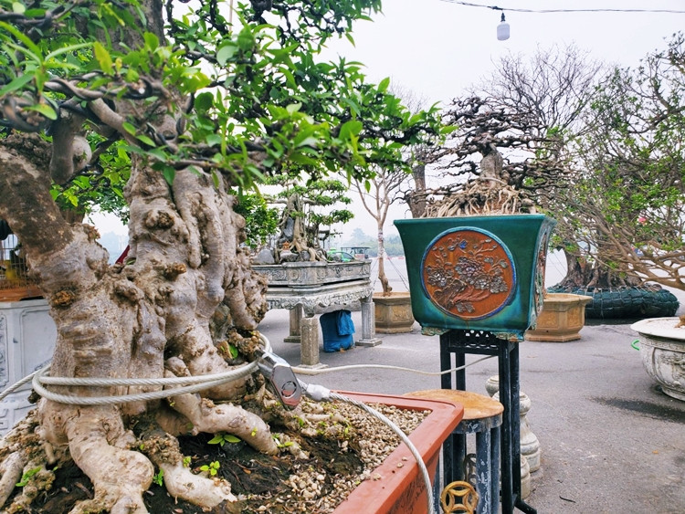 Mai chiếu thủy là loại cây cảnh cũng được khá nhiều “đại gia” ưa chuộng.