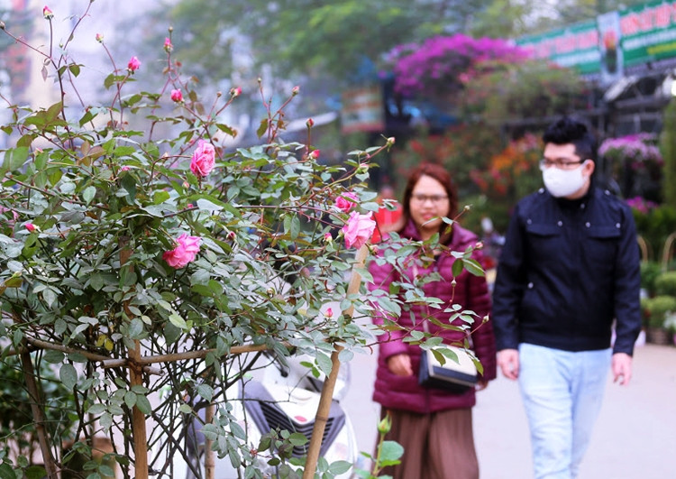 Trưng bày hoa hồng trong nhà dịp Tết không những đem lại sự trang trọng, xinh đẹp cho ngôi nhà mà còn mang theo mong ước tình cảm gia đình, tình yêu đôi lứa luôn nồng thắm, hạnh phúc trong năm mới.