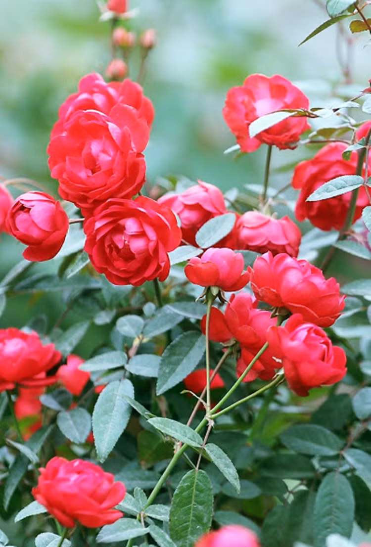 Hồng nở đỏ thắm, cánh xếp chồng lên nhau khá bắt mắt.